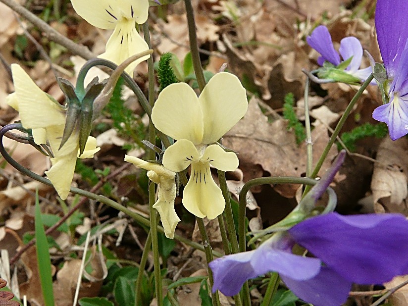 Viola merxmuelleri (=Viola graeca) / Viola greca